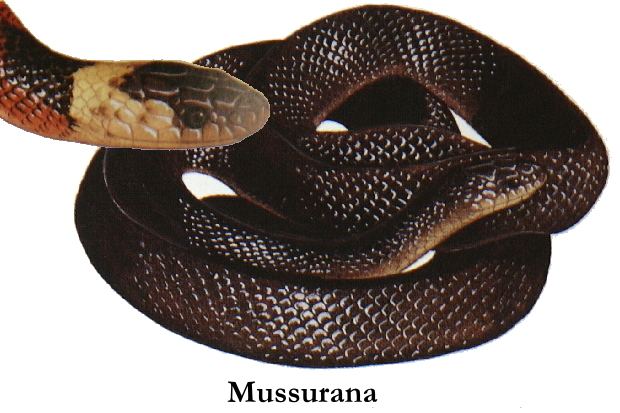 Mussurana Mussurana spp