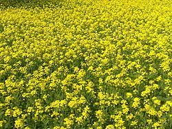 Mustard plant httpsuploadwikimediaorgwikipediacommonsthu