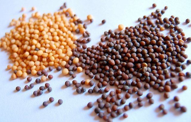 Mustard seed Thoughts on the Parable of the Mustard Seed The Simple Dollar