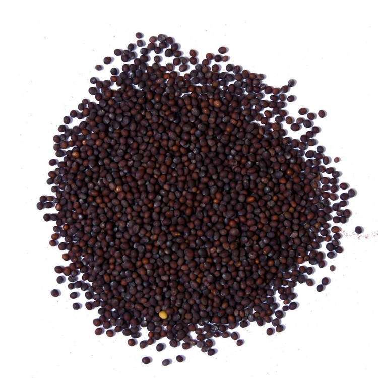 Mustard seed Brown Mustard Seed Whole The Spice House