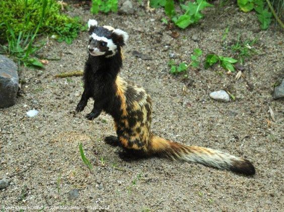 Mustelinae Marbled polecat is a small mammal belonging to the Mustelinae Found