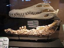 Musturzabalsuchus httpsuploadwikimediaorgwikipediacommonsthu