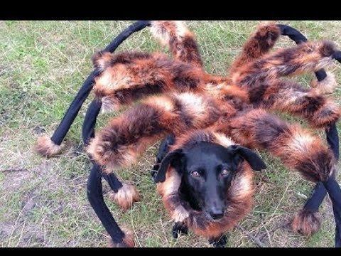 Mutant Giant Spider Dog Mutant Giant Spider Dog Prank SA Wardega Review YouTube