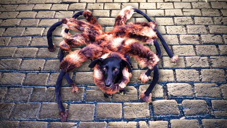 Mutant Giant Spider Dog Mutant Giant Spider Dog Real Animalist
