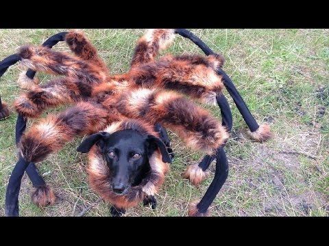 Mutant Giant Spider Dog Mutant Giant Spider Dog SA Wardega YouTube