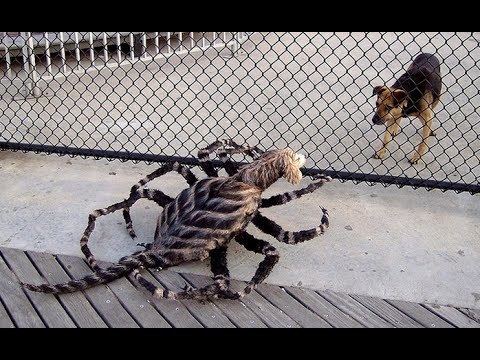 Mutant Giant Spider Dog Mutant Giant Spider Dog Prank Part 2 YouTube