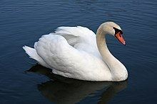 Mute swan httpsuploadwikimediaorgwikipediacommonsthu