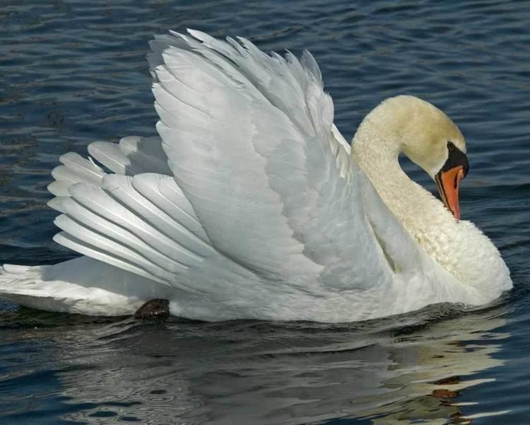 Mute swan Mute Swan Audubon Field Guide