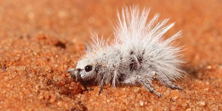 Mutillidae BBC Earth Velvet ants bristle with weapons and are almost invincible