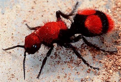 Mutillidae Velvet Ants ie Wasps ferrebeekeeper
