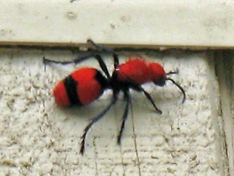 Mutillidae Red Velvet Ant HGTV