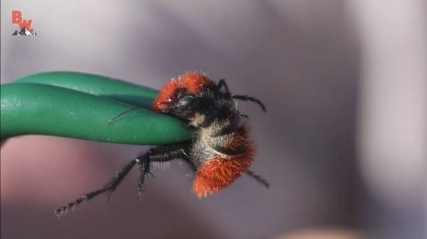 Mutillidae Watch A 39Cow Killer39 Velvet Ant Sting A Guy For Science Popular