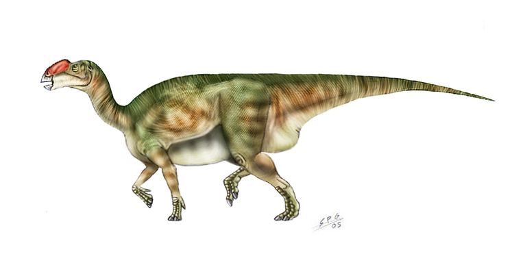 Muttaburrasaurus Muttaburrasaurus Facts and Pictures