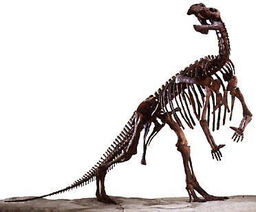 Muttaburrasaurus wwwqmqldgovauFindoutaboutDinosaursandAnc