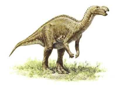 Muttaburrasaurus Muttaburrasaurus Queensland Museum