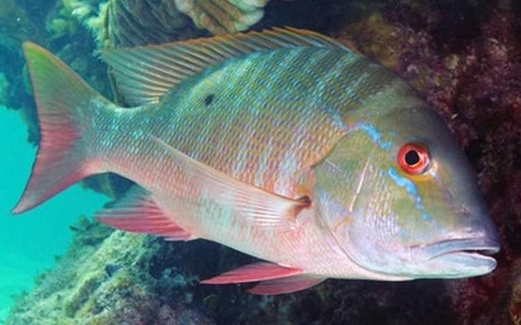 Mutton snapper Leave a place at the bar for the mutton snappers Florida Keys News