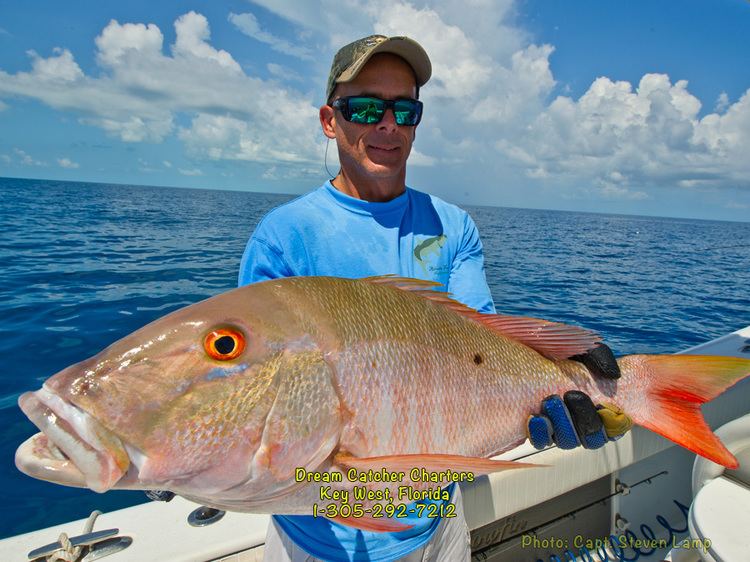 Mutton snapper Mutton Snapper Spawn Key West Fishing Report