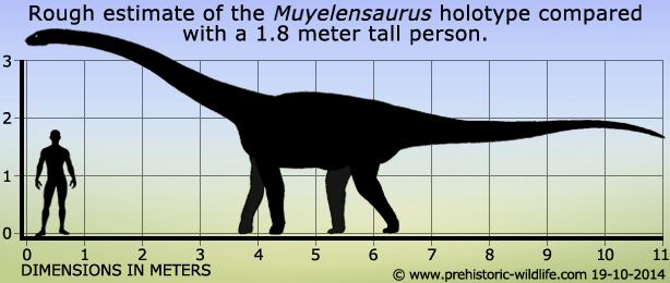 Muyelensaurus wwwprehistoricwildlifecomimagesspeciesmmuye