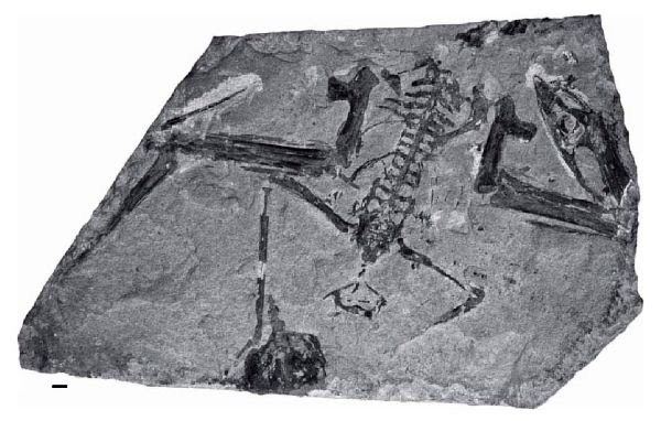 Muzquizopteryx Muzquizopteryx coahuelensis Dinosaurs