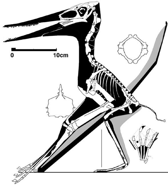 Muzquizopteryx muzquizopteryx588jpg