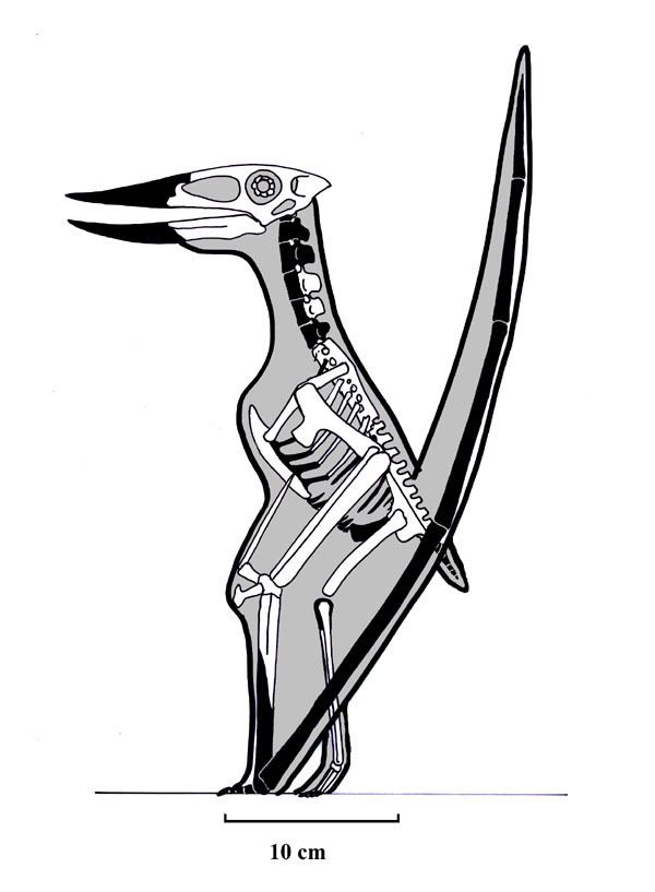 Muzquizopteryx Untitled Document