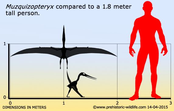 Muzquizopteryx Muzquizopteryx