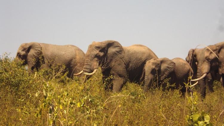 Mwaluganje Elephant Sanctuary Coastweek The most from the coast