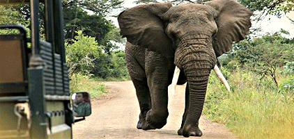 Mwaluganje Elephant Sanctuary Mombasa Day Trips Mwaluganje Elephant Sanctuary Safari Kenya Tours