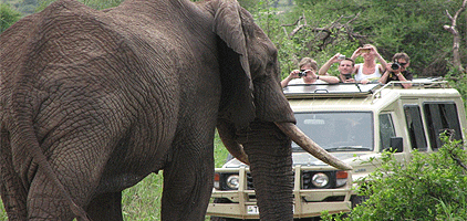 Mwaluganje Elephant Sanctuary Mwaluganje Elephant Sanctuary 2 Days Mombasa Safari Kenya Tours
