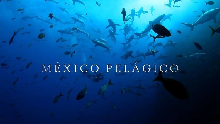 México Pelágico Mexico Pelagico Trailer 1 English on Vimeo