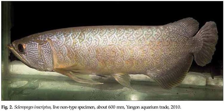 Myanmar arowana Academic OneFile Document Scleropages inscriptus a new fish