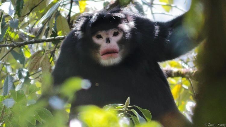 Myanmar snub-nosed monkey BBC Earth Rare photos of oddball monkey