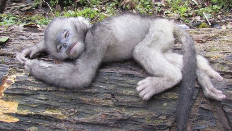 Myanmar snub-nosed monkey Myanmar snubnosed monkey facing extinction Post Magazine South