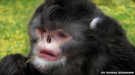 Myanmar snub-nosed monkey BBC The sneezing monkeys of Myanmar