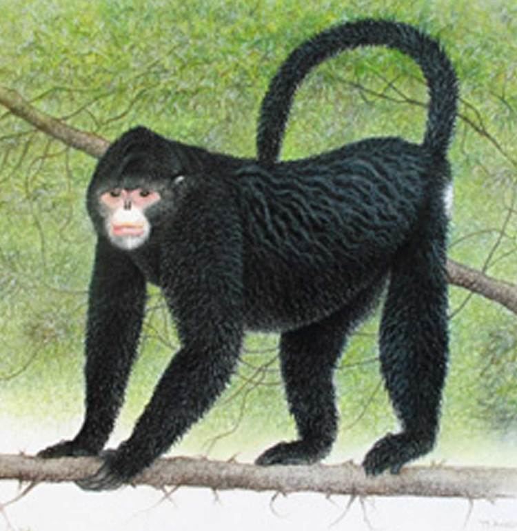 Myanmar snub-nosed monkey Myanmar snubnosed monkey discovered and immediately endangered