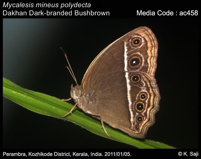 Mycalesis Mycalesis mineus Darkbranded Bushbrown Butterflies of India