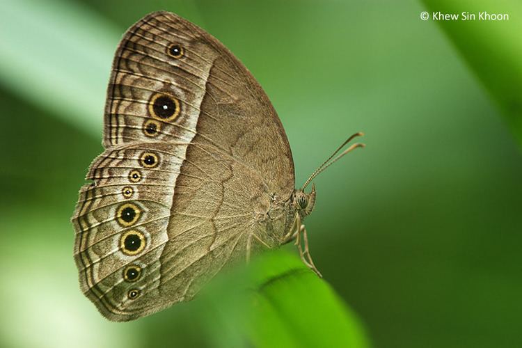 Mycalesis ButterflyCircle Checklist