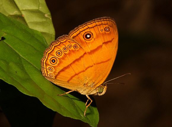 Mycalesis Butterflies of Malaysia Mycalesis patiana