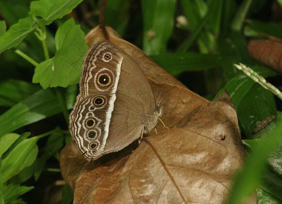 Mycalesis mineus Butterflies of Malaysia Mycalesis mineus