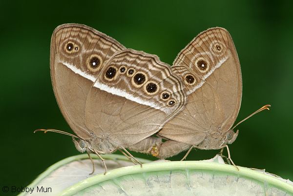 Mycalesis mineus ButterflyCircle Checklist