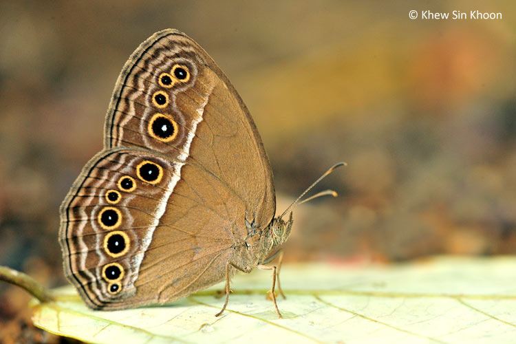 Mycalesis perseus ButterflyCircle Checklist