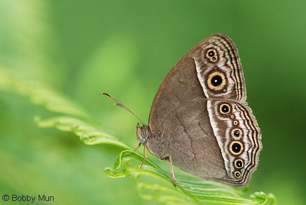Mycalesis visala ButterflyCircle Checklist