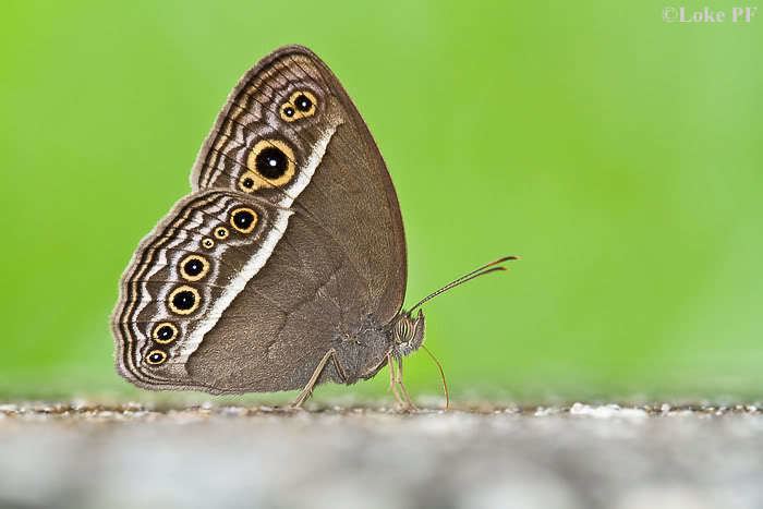 Mycalesis visala Butterflies of Singapore Life History of the Long Brand Bush Brown