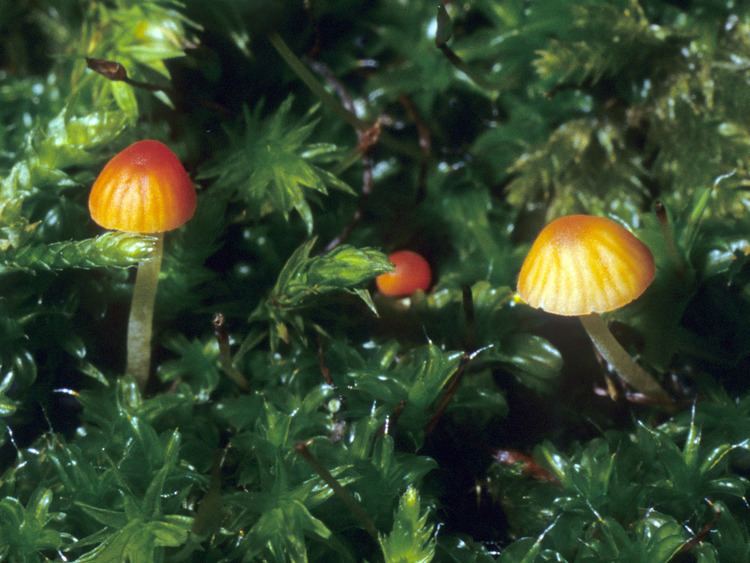 Mycena acicula California Fungi Mycena acicula