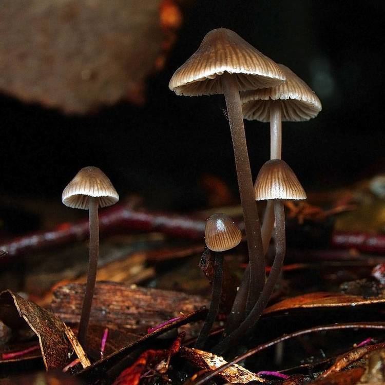 Mycena atrata