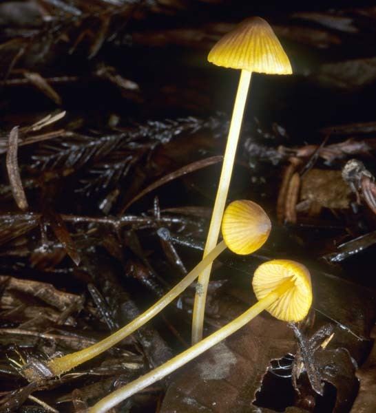 Mycena aurantiomarginata California Fungi Mycena aurantiomarginata