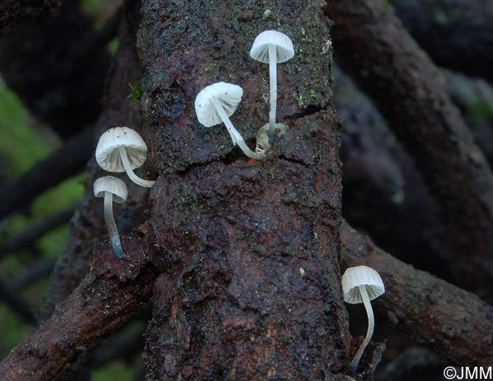 Mycena cyanorrhiza cyanorrhiza