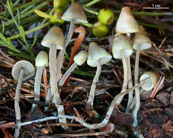 Mycena cyanorrhiza Curious about these little blue mushrooms pics Mushroom Hunting