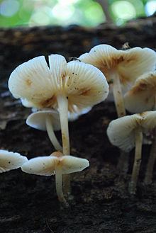Mycena maculata httpsuploadwikimediaorgwikipediacommonsthu
