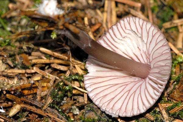 Mycena purpureofusca Mycena purpureofusca